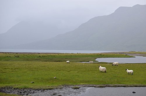 scotland  sheep  nature