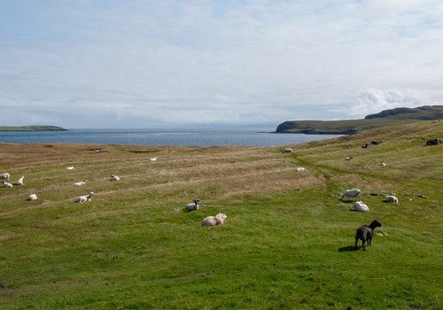 scotland  sheep  prato