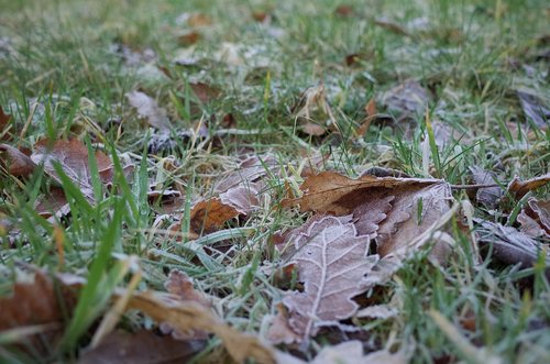 scotland  aberdeen  frost
