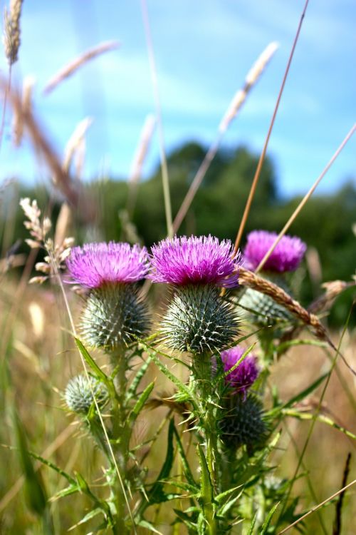 scotland nature landscape