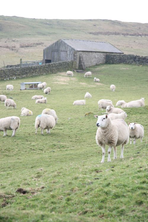 Scotland Sheep
