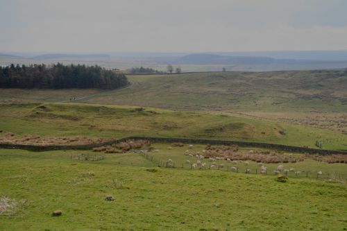 Scotland Wall Sheep Countryside