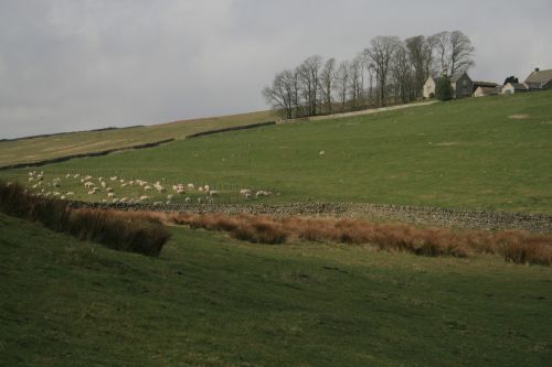 Scotland Wall Sheep Countryside
