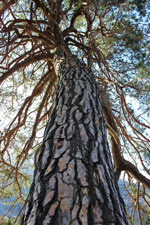 scots pine  tree  large