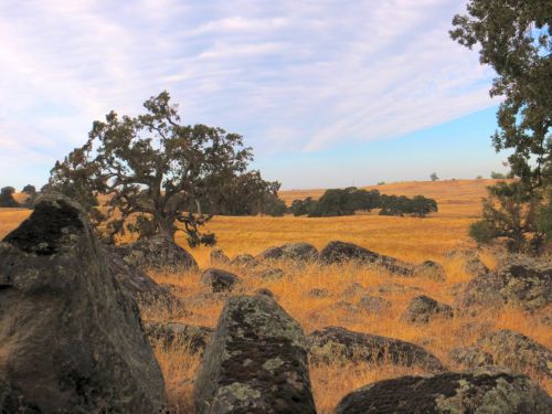 Scott Road Landscape 580