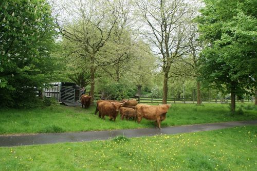 scottish highlanders zuidhorn