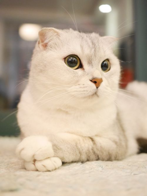 scottish fold cats cat pets