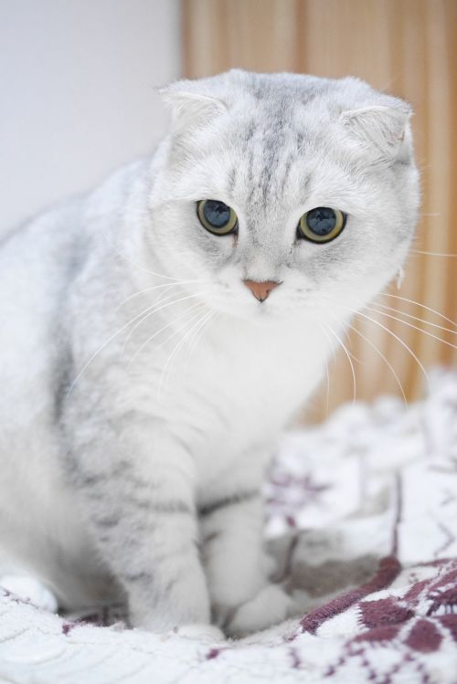 scottish fold cats gradient color cat