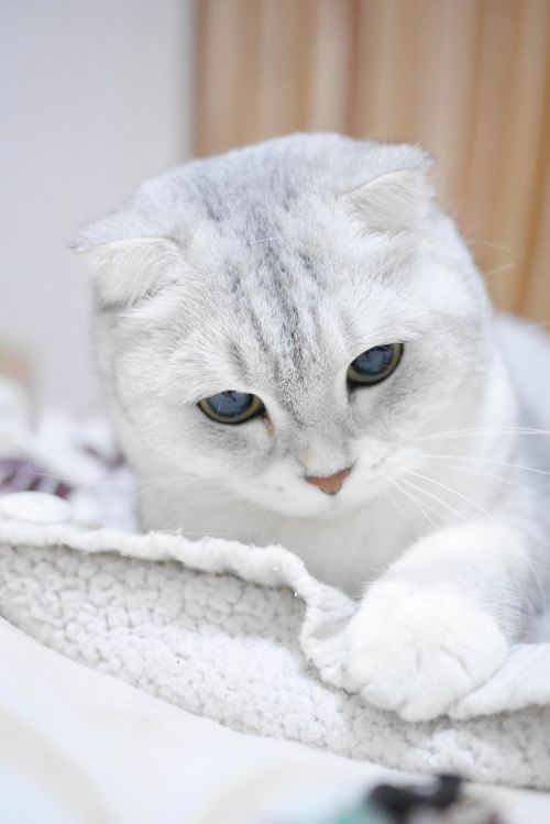 scottish fold cats silver gradient cat