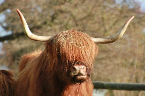 scottish highland beef animal