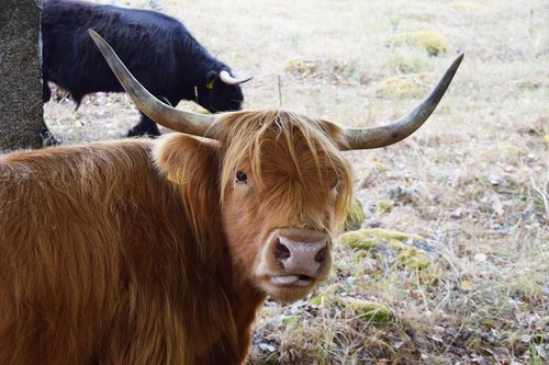 scottish highland cow  cow  beef
