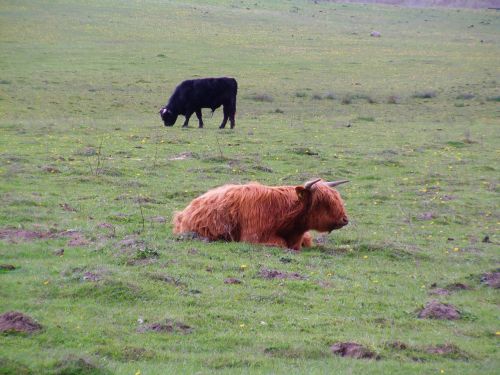 scottish highland cow cattle cows