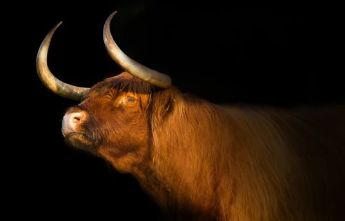 scottish highlander bull mammals