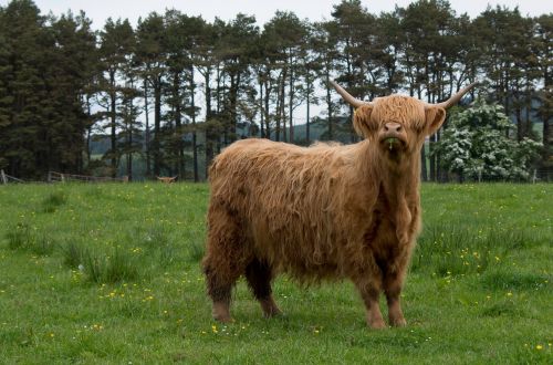 scottish hochlandrind highland beef highlander