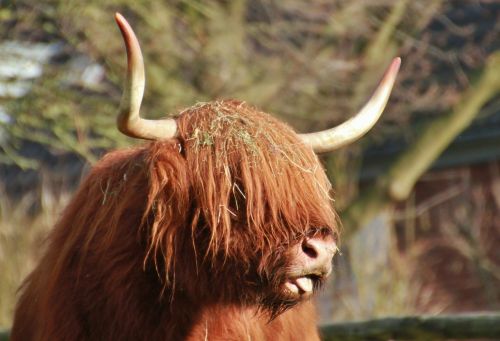 scottish hochlandrind beef animal