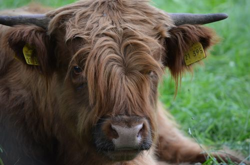 scottish hochlandrind beef highlander