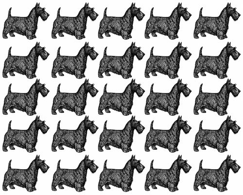 Scottish Terrier Dog Wallpaper