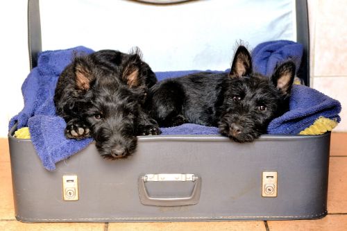 scottish terriers black sleeping