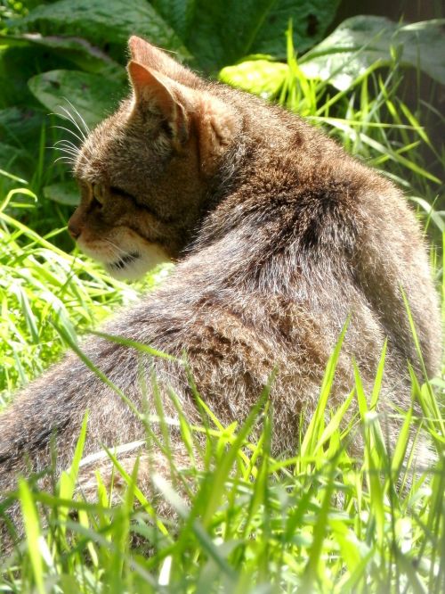 scottish wildcat wildcat mammal