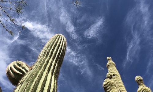 scottsdale  cactus  sky