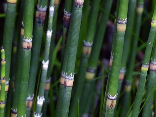 scouring rush horsetail plant nature