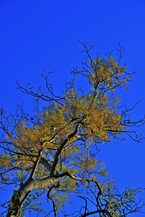 Scraggly Branch With Yellow Leaves