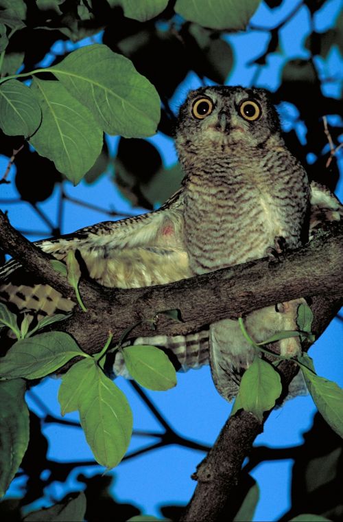 screech owl bird predator