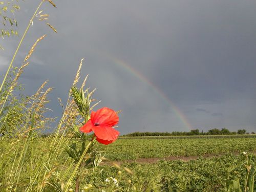 screen poppy nature