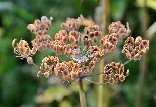 screen flower  hogweed  overblown