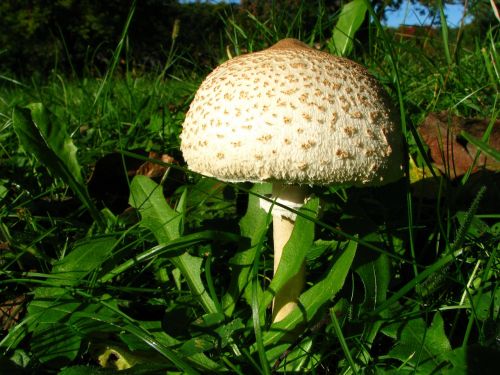 screen fungus mushroom parasol