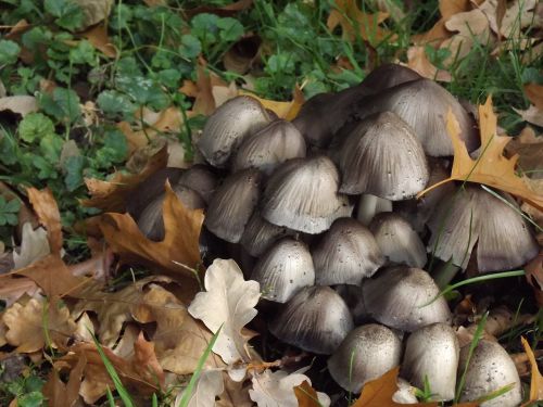 screen mushrooms mushrooms forest mushrooms