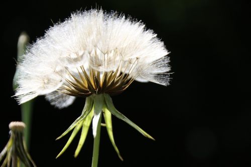 screens plant dandelion