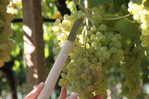 screw  vineyard  wine