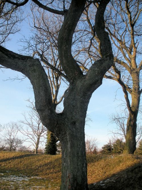 sculptural tree organic