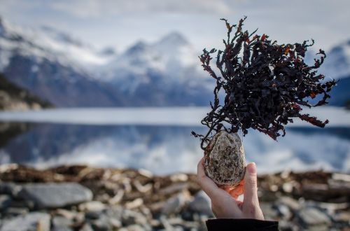 sea mountains plant