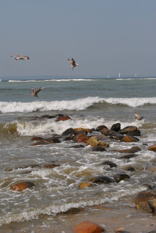 sea beach seagull