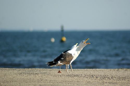 sea gull beach