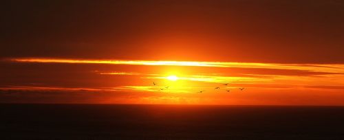 sunset birds silhouettes
