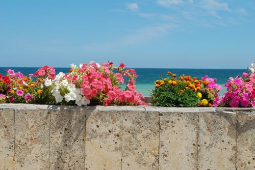 sea color flowers