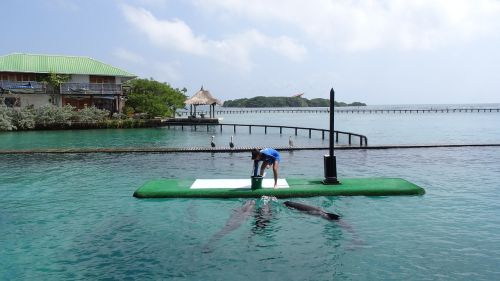 sea dolphins island