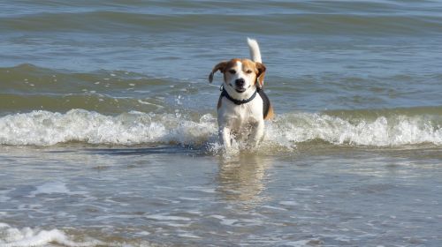 sea water dog
