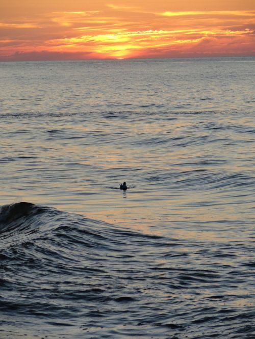 sea sunset duck