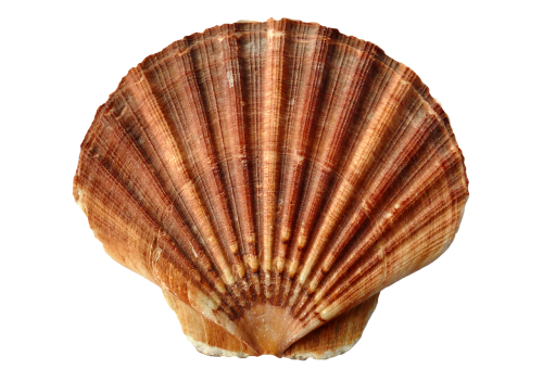 sea shell clam