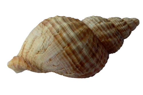 sea shell clam