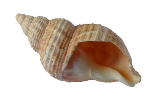 sea shell clam