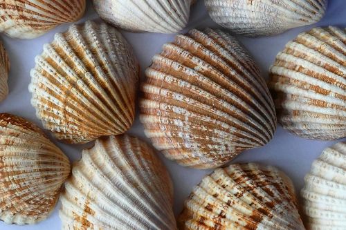 sea shell clam