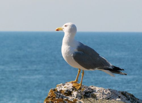 sea rock summer