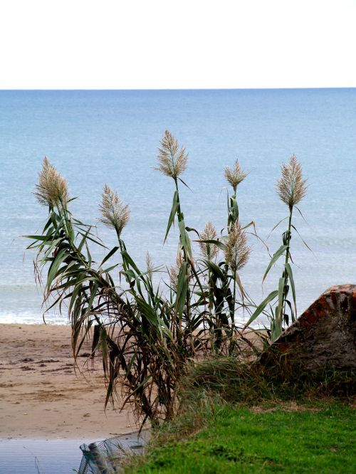 sea nature plant