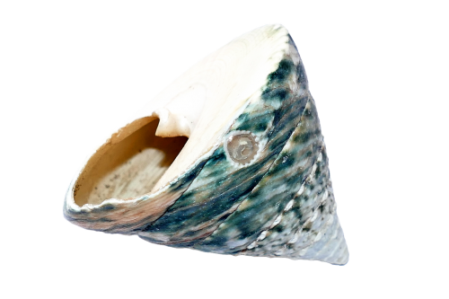 sea shell ocean