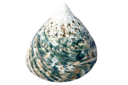 sea shell ocean